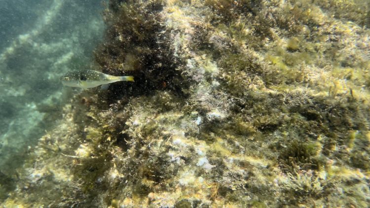 8월 5일 아야진 스노쿨링